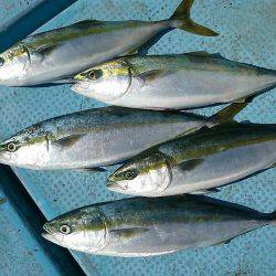 シースナイパー海龍 釣果