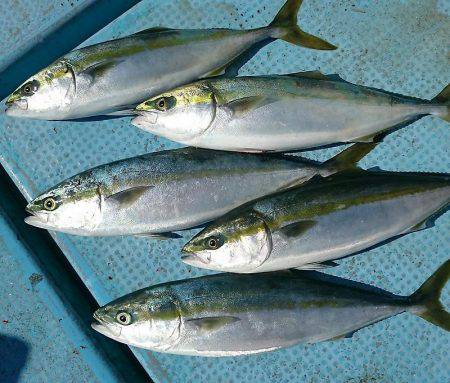 シースナイパー海龍 釣果