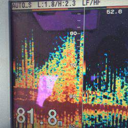 宮崎 福丸 釣果