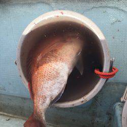 Fishing boat NATTYI 釣果