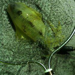 宮崎　福丸 釣果