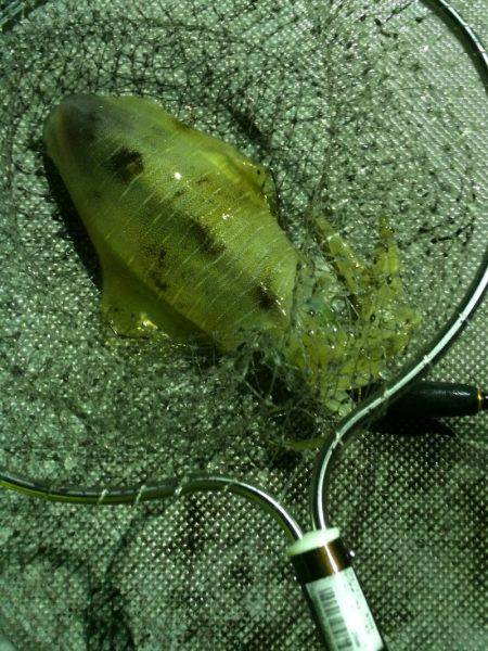 宮崎　福丸 釣果