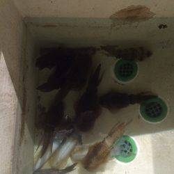 宮崎　福丸 釣果