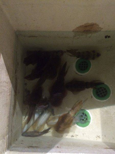 宮崎　福丸 釣果