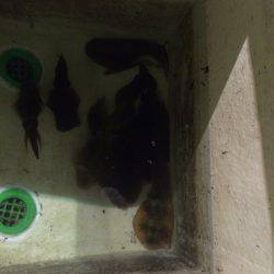 宮崎　福丸 釣果