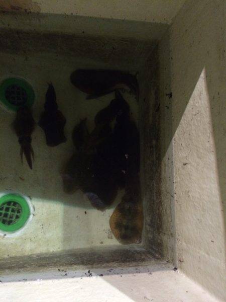 宮崎　福丸 釣果