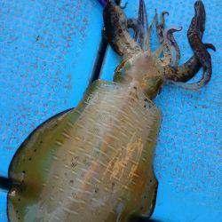 シースナイパー海龍 釣果