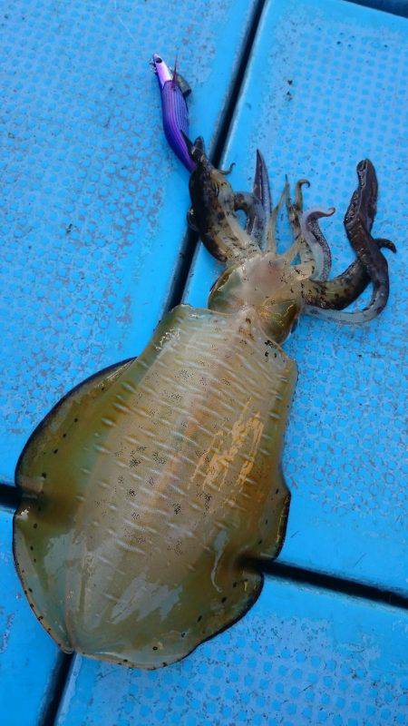 シースナイパー海龍 釣果