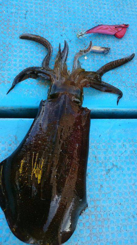 シースナイパー海龍 釣果