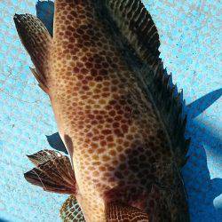 シースナイパー海龍 釣果