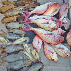 ブルースフィッシングサービス 釣果