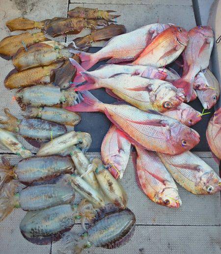 ブルースフィッシングサービス 釣果