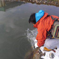 つりぼりあかし 釣果