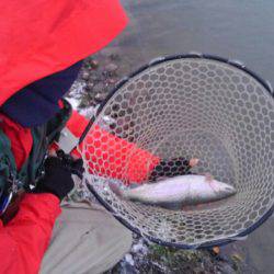 つりぼりあかし 釣果