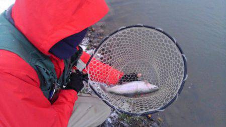 つりぼりあかし 釣果