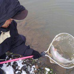 つりぼりあかし 釣果