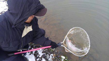 つりぼりあかし 釣果