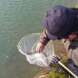 つりぼりあかし 釣果