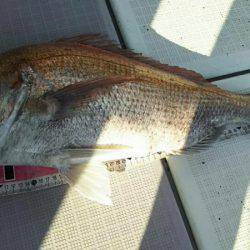 タイラバ遊漁船 ワンピース 釣果