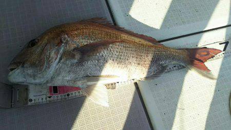 タイラバ遊漁船 ワンピース 釣果