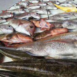 タイラバ遊漁船 ワンピース 釣果