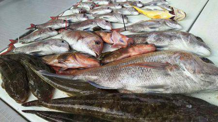 タイラバ遊漁船 ワンピース 釣果