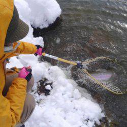 つりぼりあかし 釣果