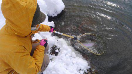 つりぼりあかし 釣果