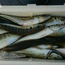 金沢八景鴨下丸 釣果