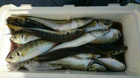 金沢八景鴨下丸 釣果