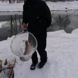 つりぼりあかし 釣果