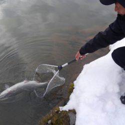 つりぼりあかし 釣果