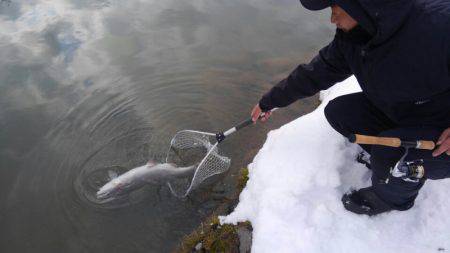 つりぼりあかし 釣果