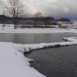 つりぼりあかし 釣果