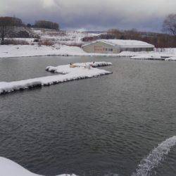 つりぼりあかし 釣果