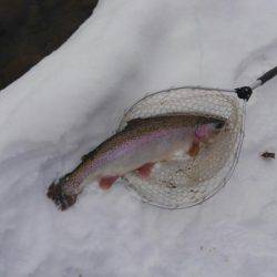 つりぼりあかし 釣果