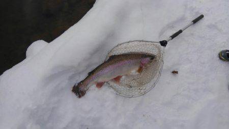つりぼりあかし 釣果