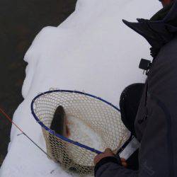 つりぼりあかし 釣果