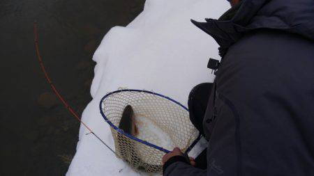 つりぼりあかし 釣果