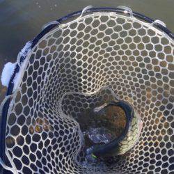 つりぼりあかし 釣果