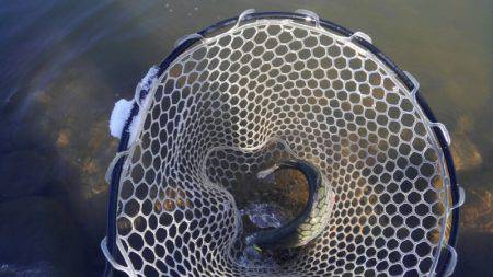 つりぼりあかし 釣果