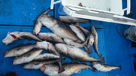 海龍丸（石川） 釣果