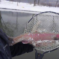 つりぼりあかし 釣果