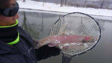 つりぼりあかし 釣果