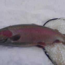 つりぼりあかし 釣果