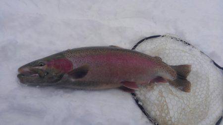 つりぼりあかし 釣果