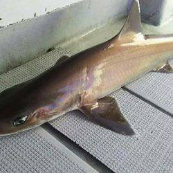 タイラバ遊漁船 ワンピース 釣果