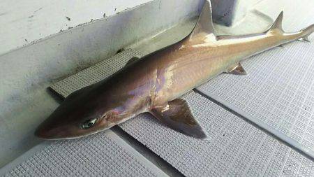 タイラバ遊漁船 ワンピース 釣果