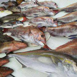 タイラバ遊漁船 ワンピース 釣果