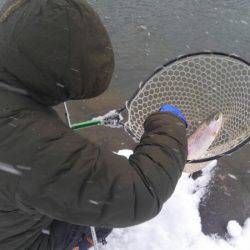 つりぼりあかし 釣果